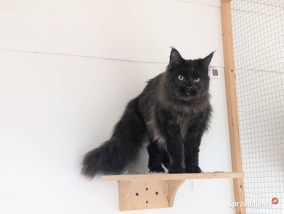 Flavio kocurek Maine Coon Adopcja płatna sprzedam