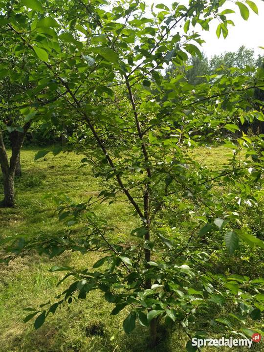 Ogródek działkowy Chorzów