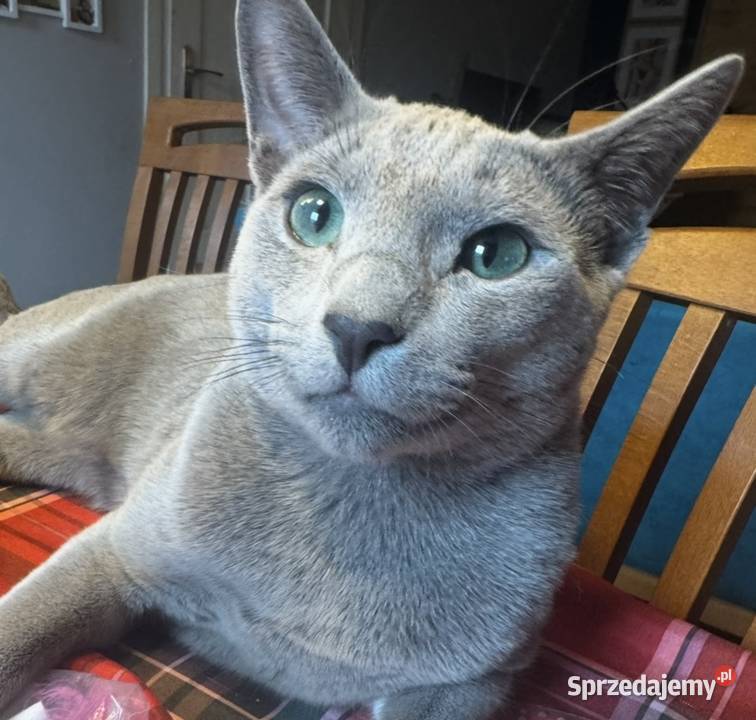Koty rosyjskie niebieskie wielkopolskie Gniezno sprzedam
