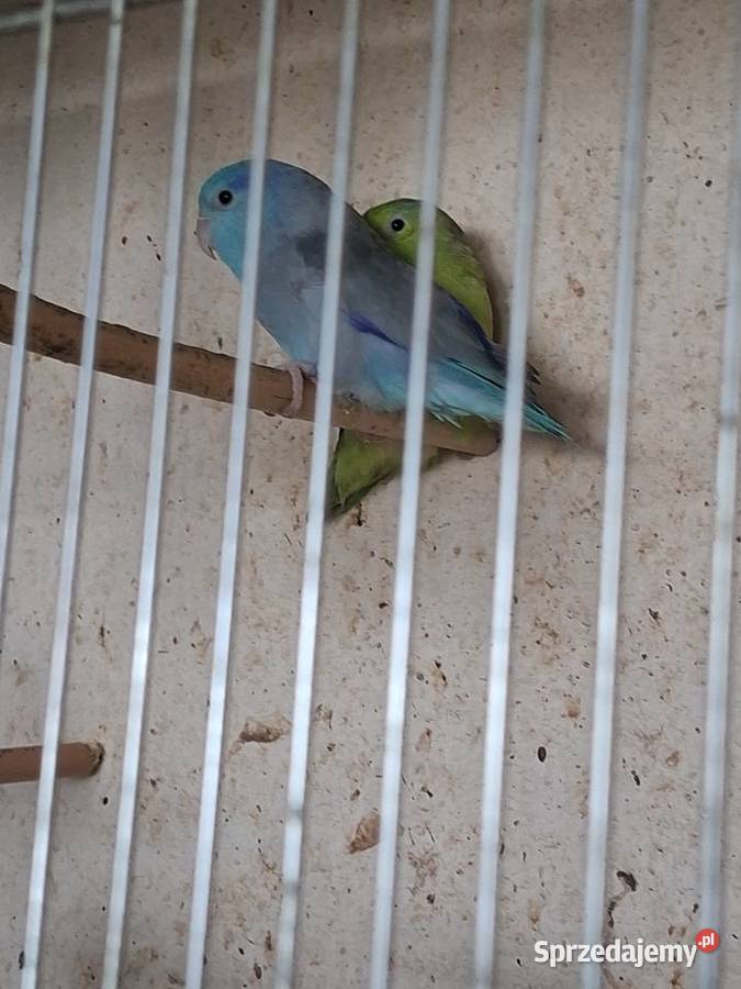 Papugi lakowki wspaniale sprzedam