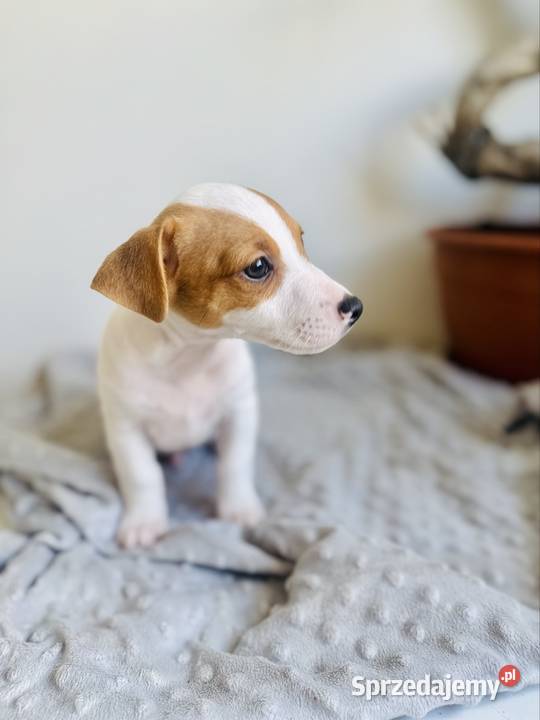 Uroczy Jack Russell Terrier z rodowodem Poznań
