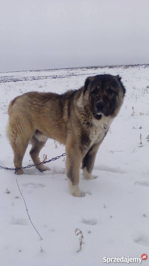 Owczarek środkowoazjatycki Reproduktor Krężoły