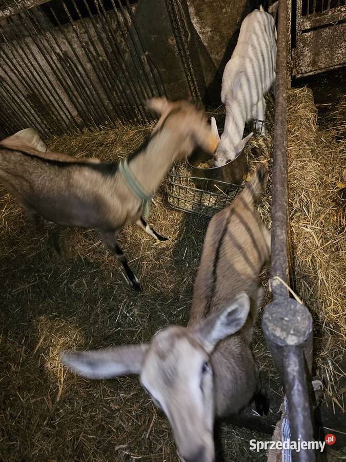 Sprzedam kozke i koziolka Tczew