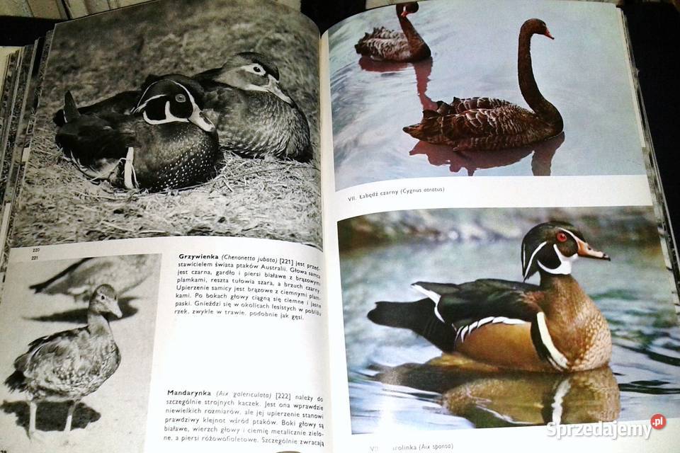 Wielki atlas ptaków Jan Hanzak Pozostałe lubelskie Chełm