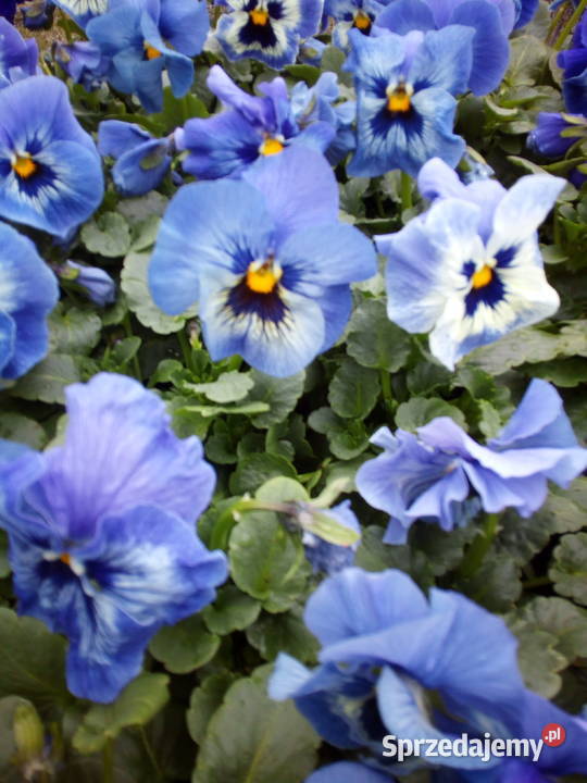 Bratki Hurt Białystok Podlasie