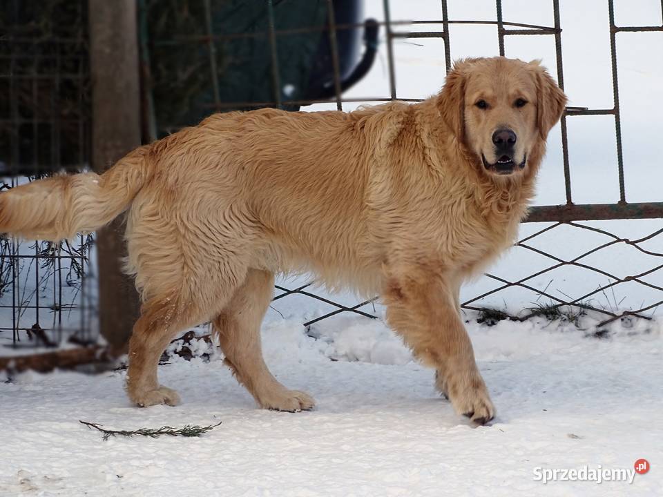 Golden retriever 8 miesięczne Przysucha sprzedam