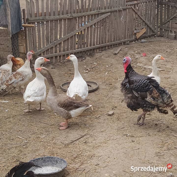 Gęsi Kołudzikie landes Dębica