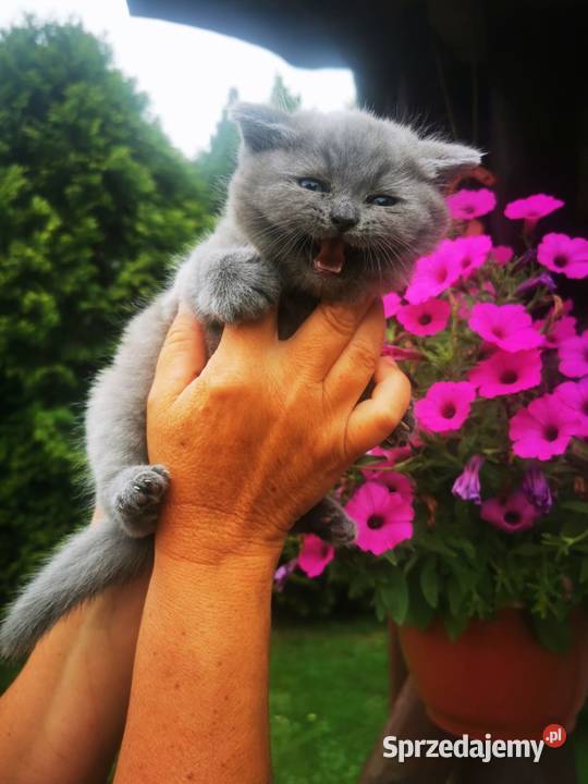 Piękne kocięta Brytyjskie niebieskie krótkowłose Chrząstowice sprzedam