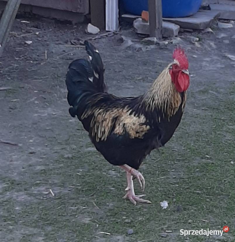 Kogut maj 2025 Turobin