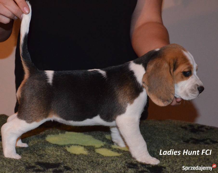 beagle szczenieta na sprzedaż Toruń