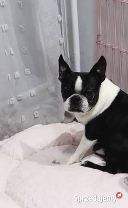 Do adopcji 6 letnia suczka Boston Terrier Pozostałe