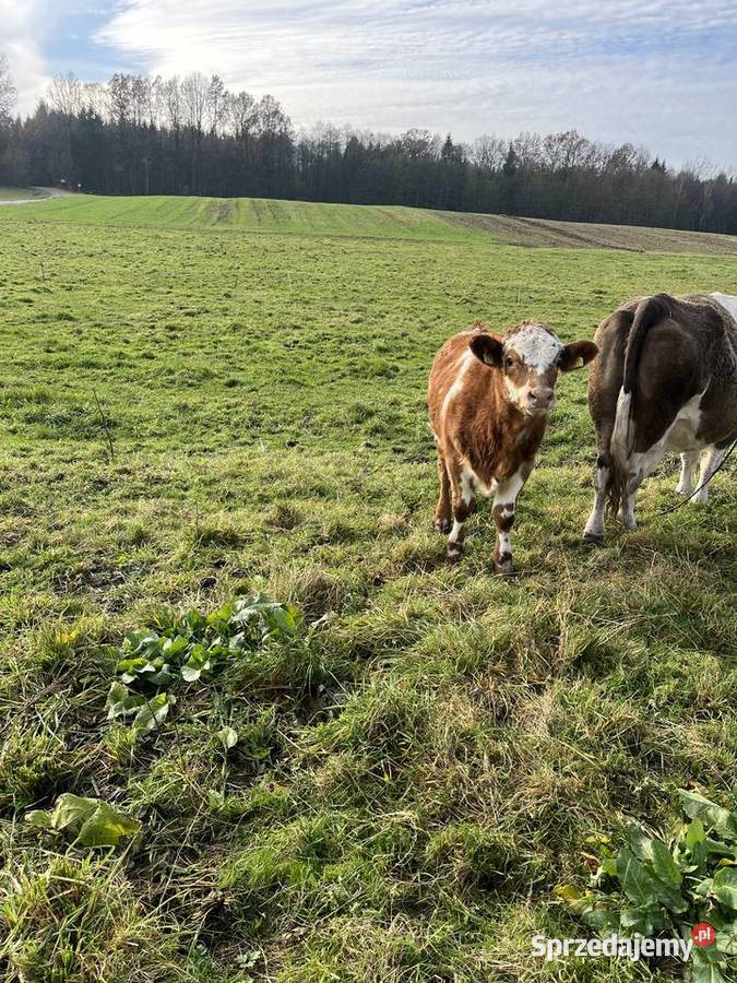 Sprzedam byczki Nowinka
