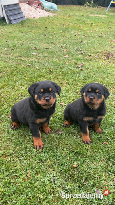 Szczeniaki rottweiler Dla psów