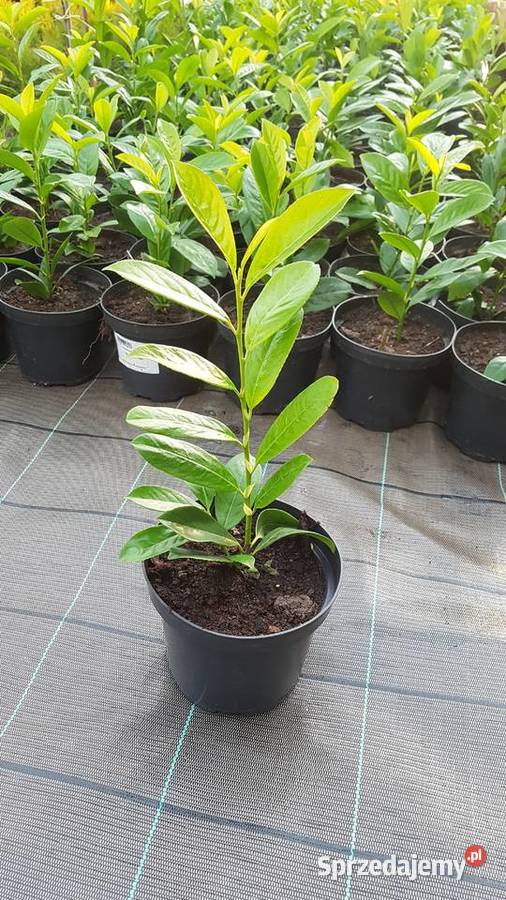 Laurowiśnia wschodnia na żywopłot w doniczkach małopolskie Proszowice sprzedam