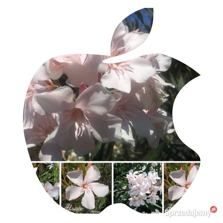 Oleander świeżo ścięte gałązki do ukorzenienia Dom i Ogród mazowieckie Brzeźnica