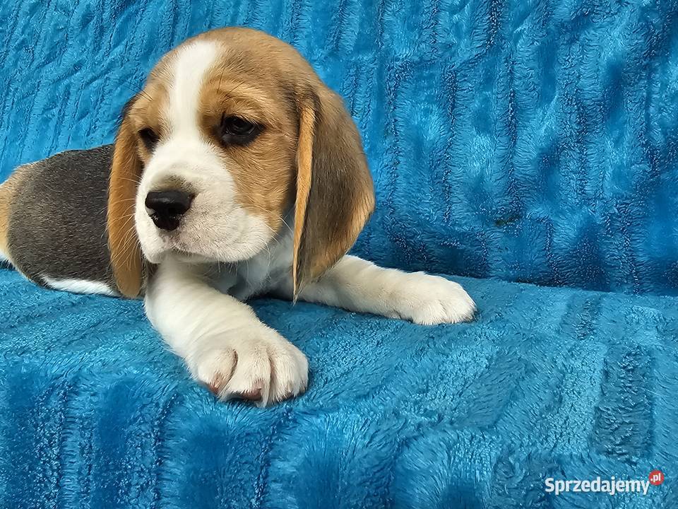 Szczeniaki beagle Polesie