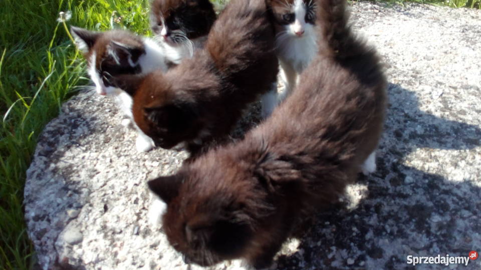 oddam małe kotki małą odpłatnością