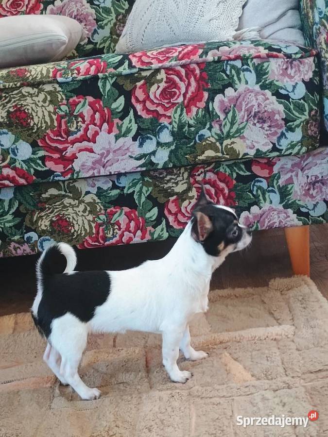 Chihuahua chłopiec łódzkie Kleszczów
