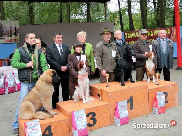 szczenięta flat coated retriever zapowiedź miotu Psy Orzesze