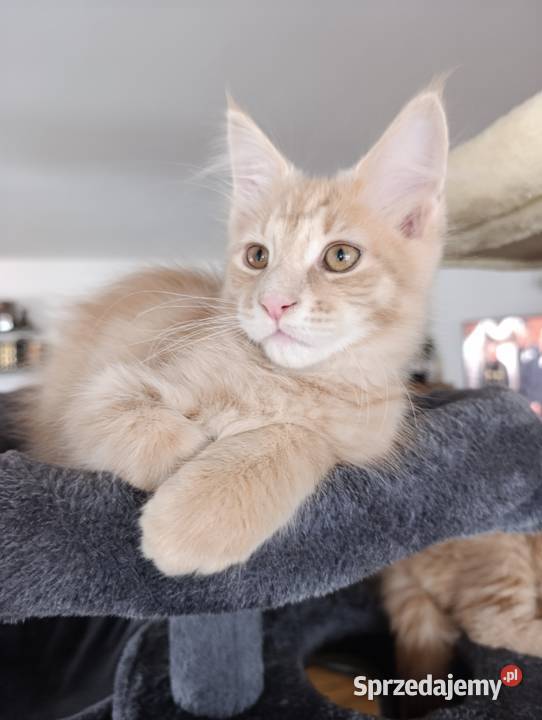 Maine coon lubelskie Krasnystaw