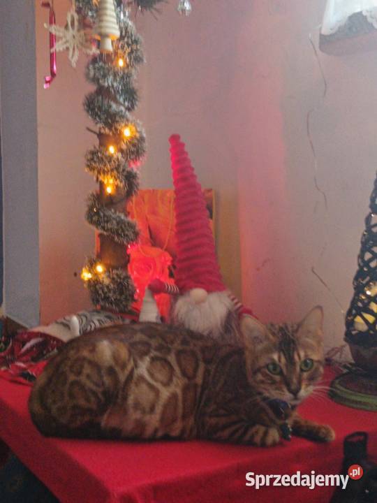 Sprzedam 2 śliczne Kotki Bengalskie