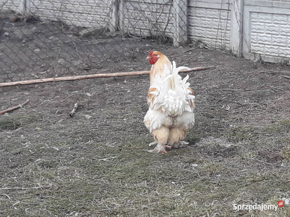 Kogut Brachma olbrzymia Lemon Pyle Dwikozy