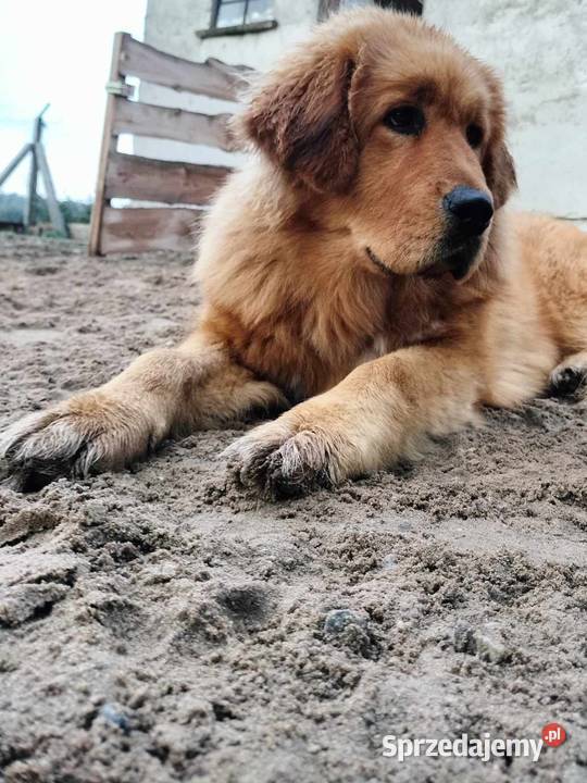 Mastif tybetański suczka