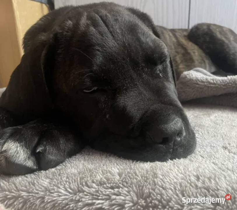 szczeniak cane corso w rece