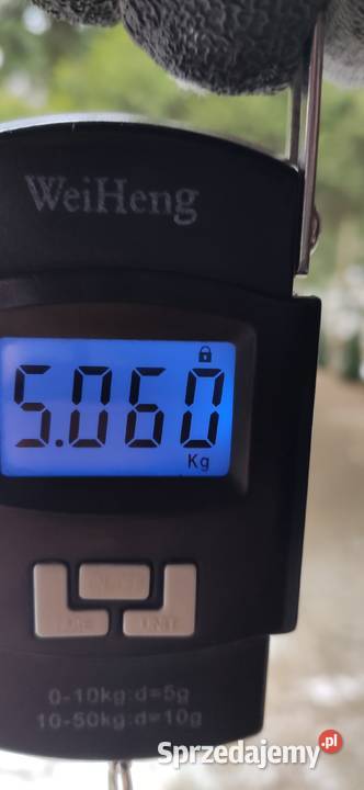 Poroże łosia para sprzedam