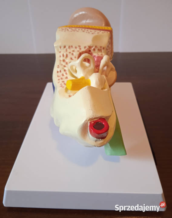 Medycyna model budowy ucha ludzkiego 3częściowy Poznań