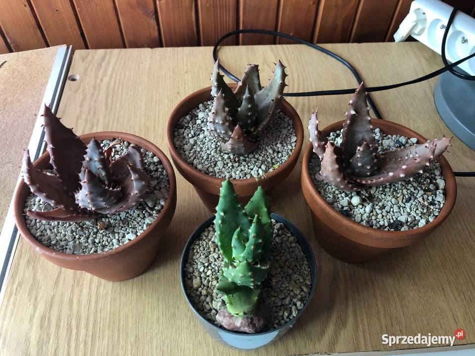 Aloes aculeata 4 piękne rośliny w komplecie Piastów