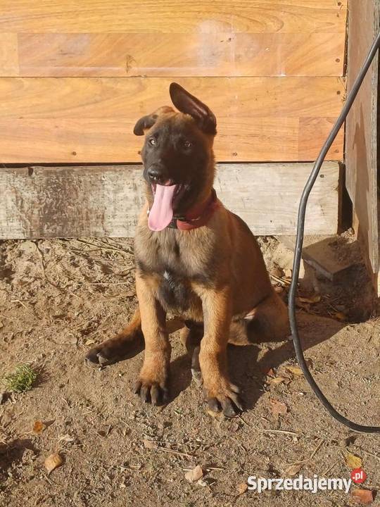 Owczarek Belgijski Zambrów