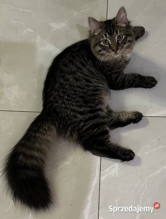 Rodowodowe kotki syberyjskie sprzedam