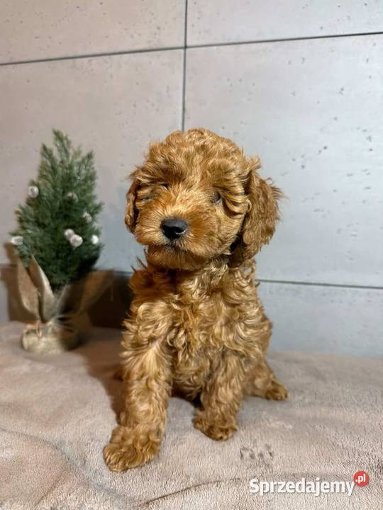 Uroczy Piesek Pudel Toy Boreczek