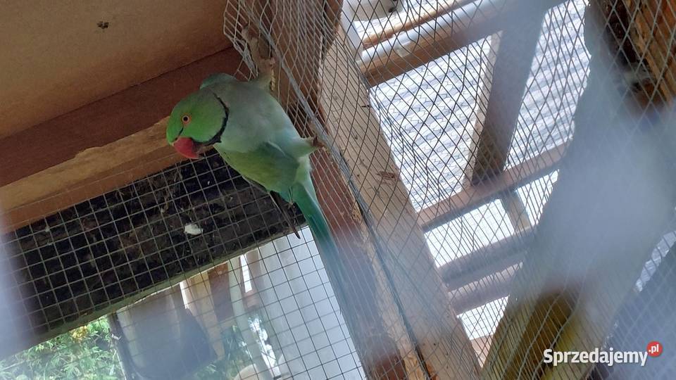 Aleksandretta Obrożna Para Lęgowa Tarnowo Podgórne sprzedam