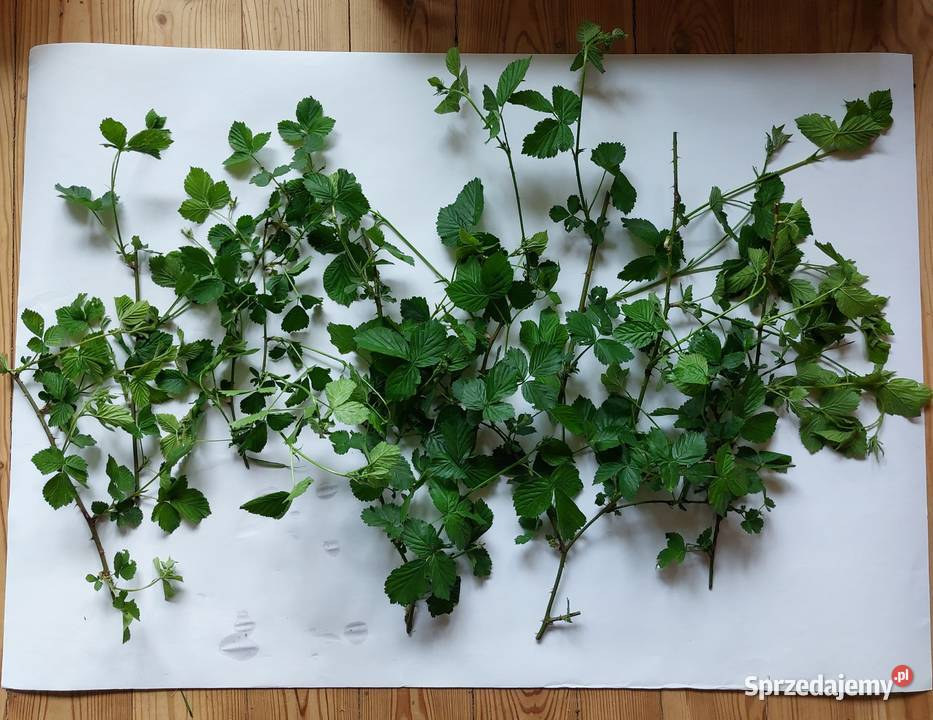 pędy z liśćmi jeżyna leśna Brodła