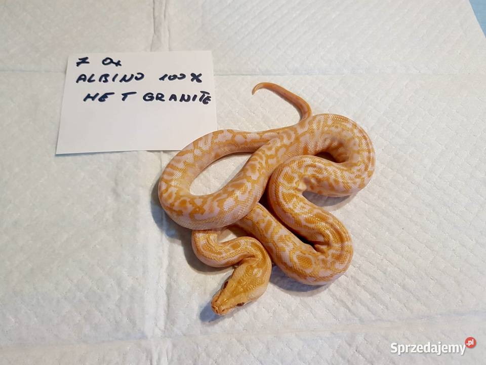 Pyton birmański bivittatus tygrysi