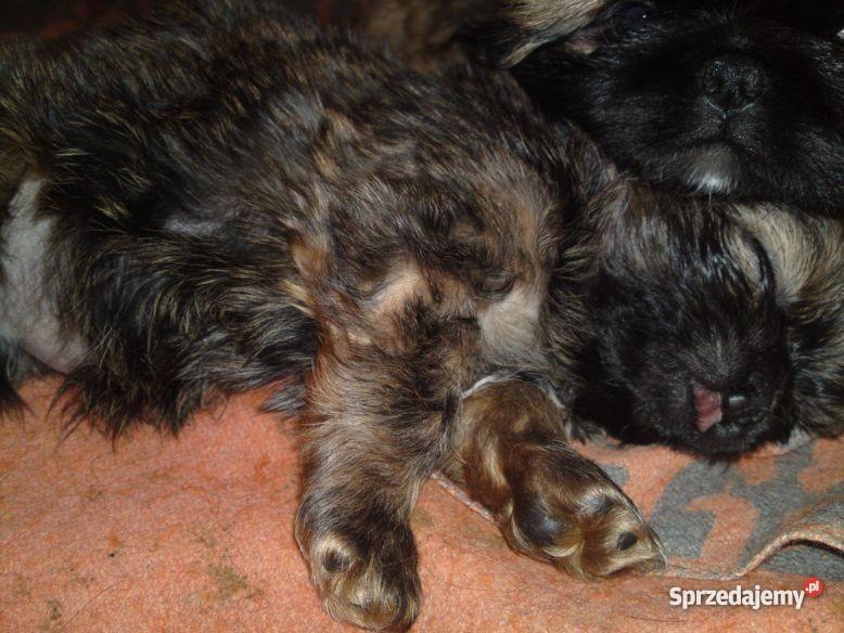 PIEKNE SZCZENIAKI PEKINCZYK MINIATURKA Lublin