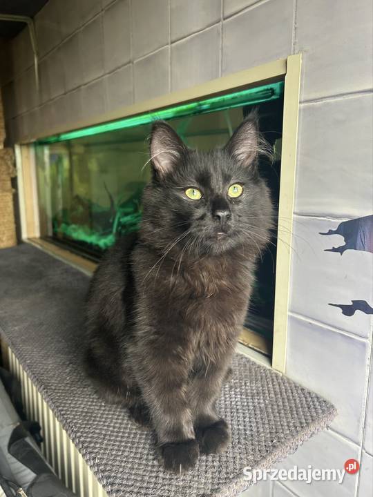 Kocurek Norweski Leśnygotowy do zmiany domu Rybnik