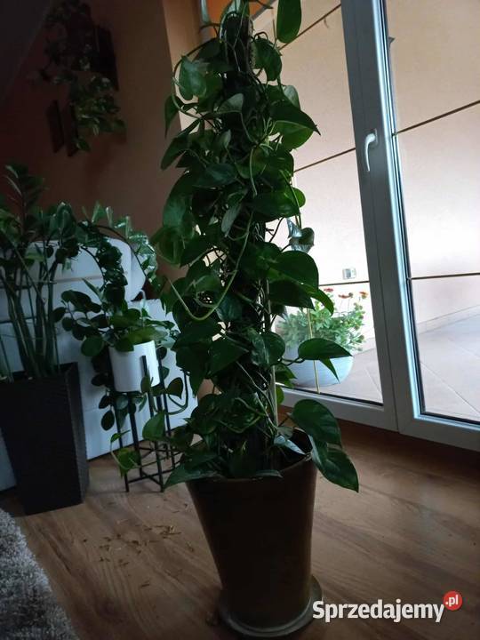 Kwiaty Ogród Pokrówka