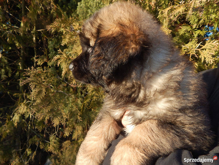 Leonberger Kwilcz
