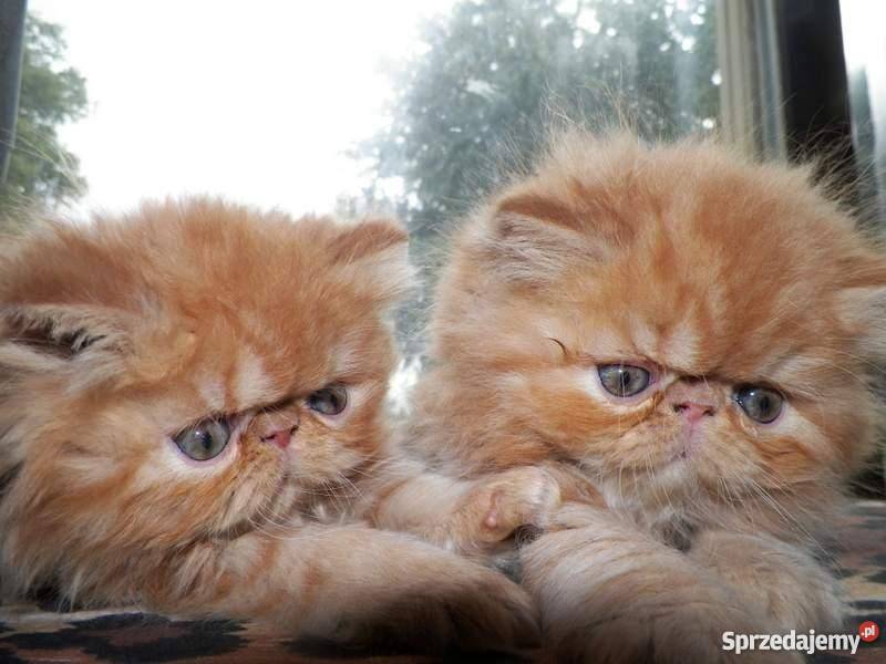 KOCIĘTA PERSKIE Z RODOWODEM