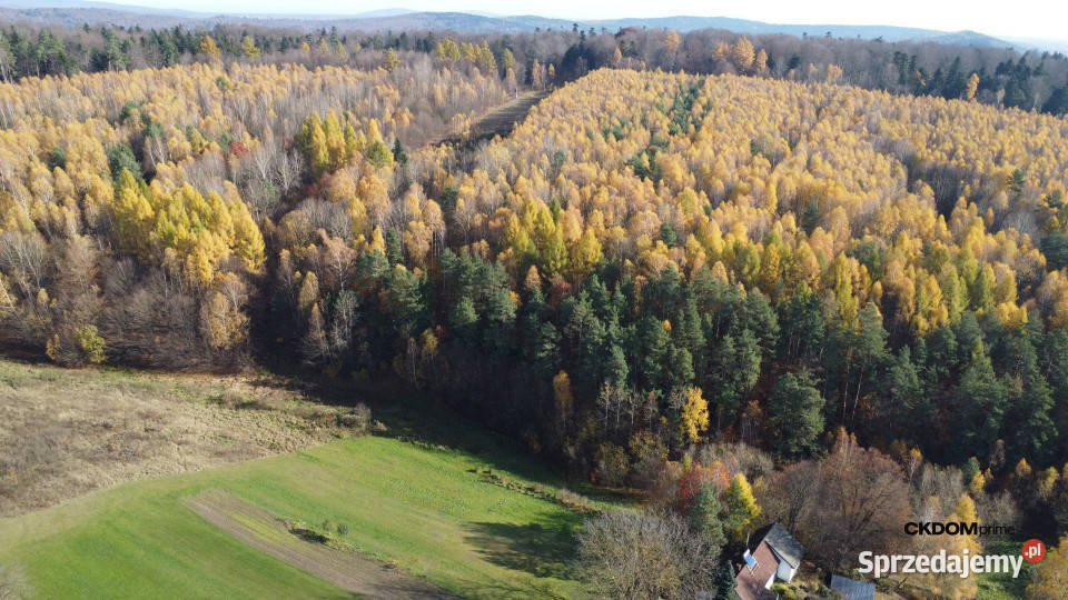Działka inwestycyjna Cisów 22 500 m 22500m2