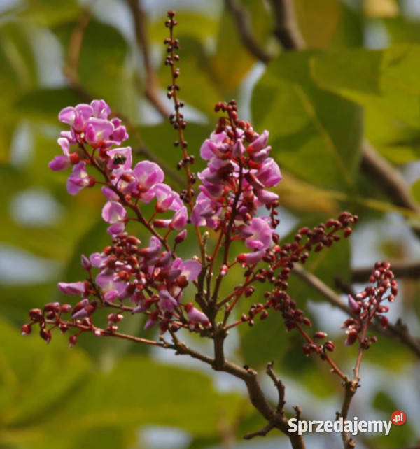 DRZEWO ROŻANE  Millettia peguensis NASIONA 100g