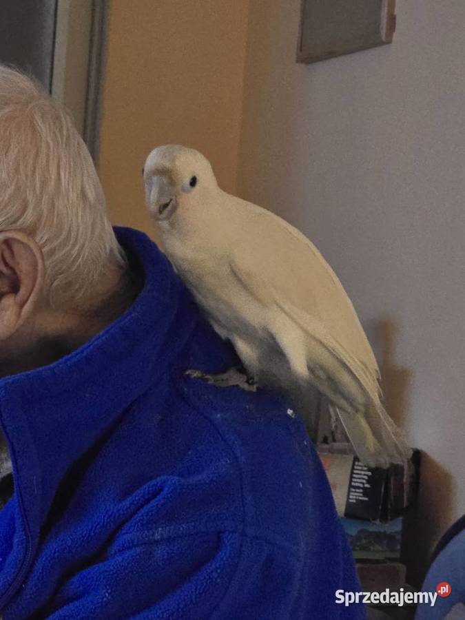 Kakadu Samiczka Warszawa sprzedam