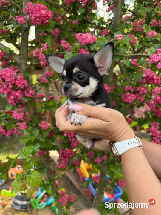 CHIHUAHUA ŚLICZNA SUNIA TRICOLOR Chihuahua mazowieckie Warszawa