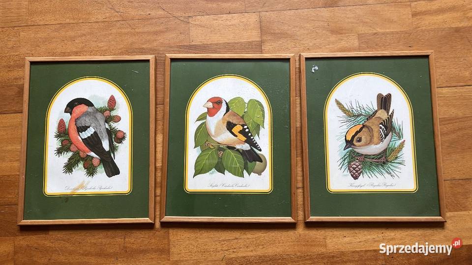 Obrazek z ptaszkiem do powieszenia W ramce pomorskie Gdańsk