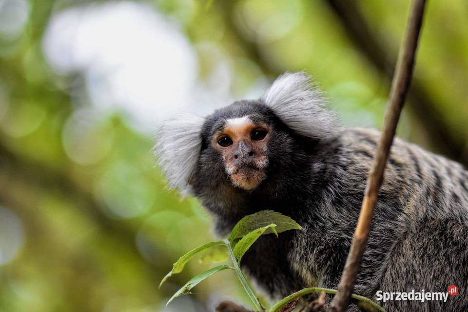 Małpka mini uistiti białoucha Iława sprzedam