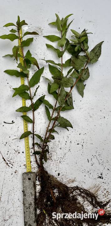 Dereń biały z zielonymi gałązkami Bydgoszcz sprzedam