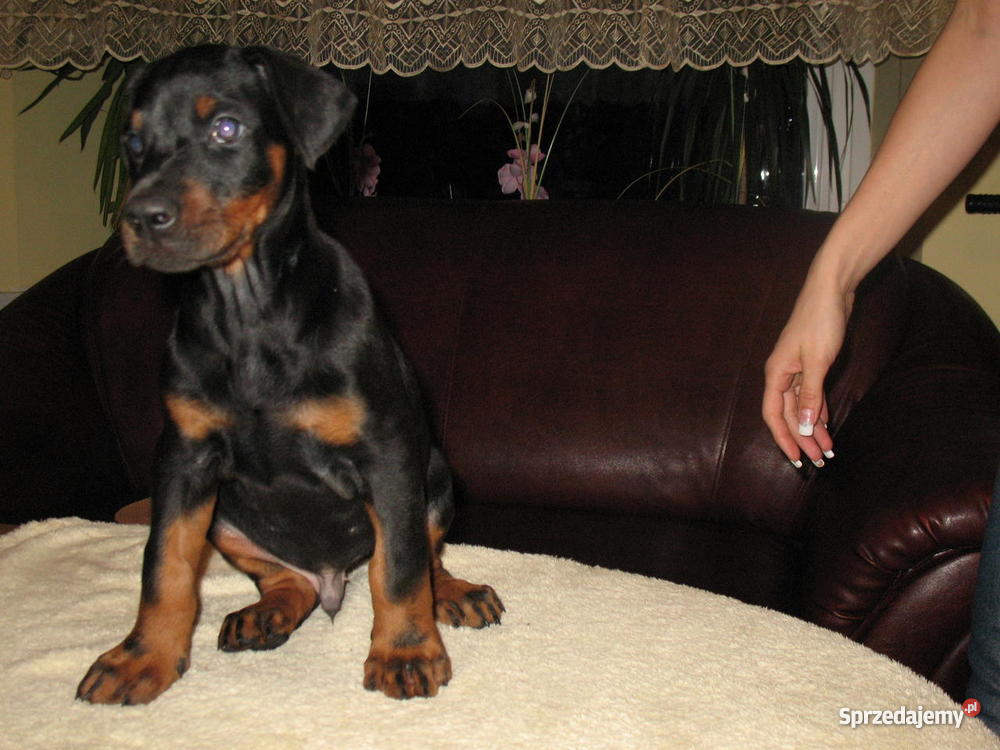 DOBERMAN SZCZENIAK MŁODE PIESEK SUKA SZCZENIAKI Gierów
